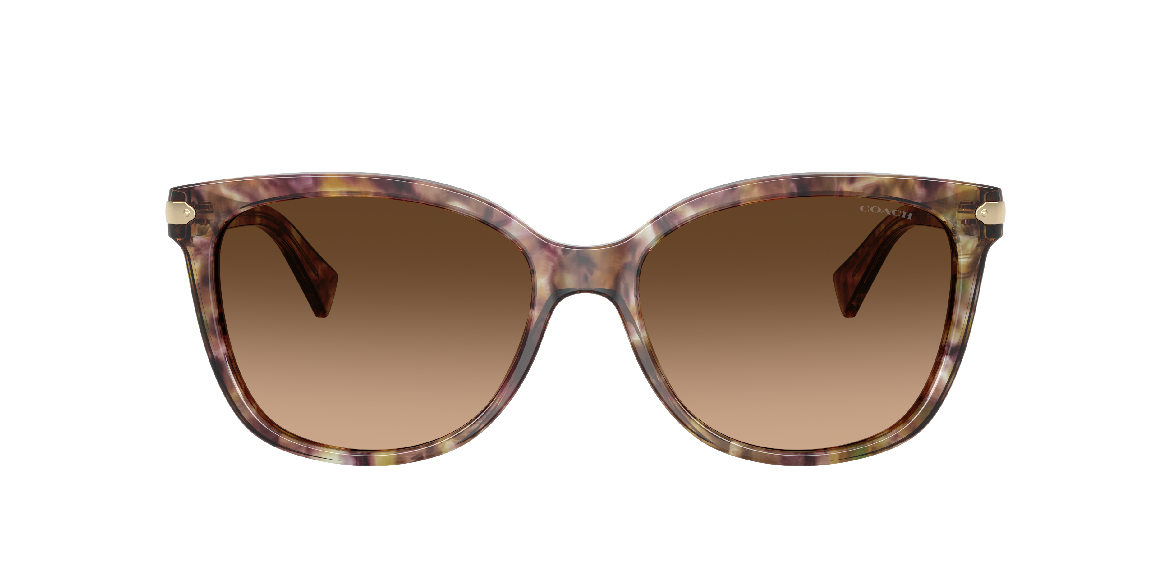 Coach HC8132 L109 Sunglasses | LensCrafters